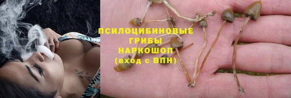 сатива Белокуриха